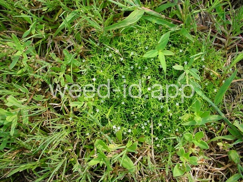 juniper-leaf